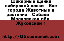 Шикарные щенки сибирской хаски - Все города Животные и растения » Собаки   . Московская обл.,Жуковский г.